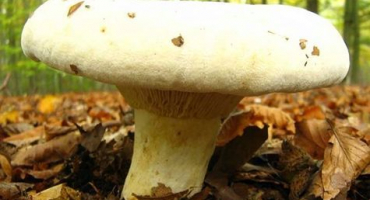 Recepty, jak osolit mléčnou houbu na zimu ve sklenicích teplým i studeným způsobem